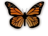 1167232708_butterfly-white.jpg