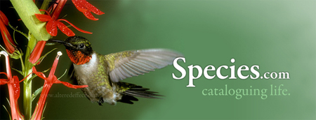 Species.com banner