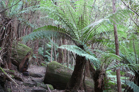 An IRL Fern Tree! An IRL Fern Tree!
